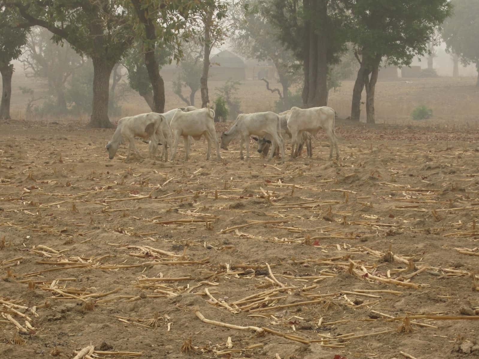 Integrating legitimate community rights into restoration and conservation programs